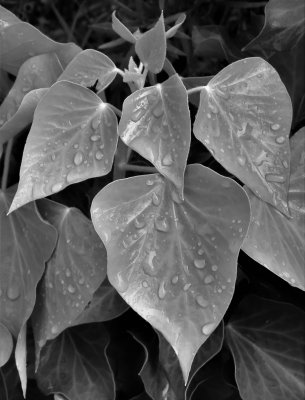 Raindrops on Leaves*Merit*