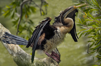 Darter Drying Out*Merit*