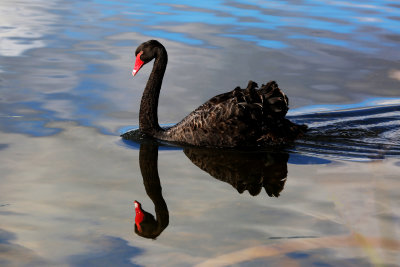 Swan Lake*Credit*