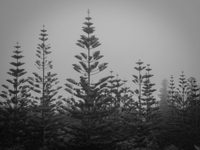 Palm Glen in the Mist