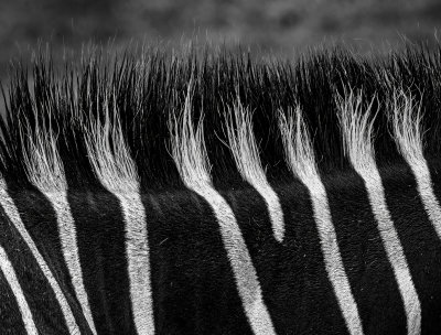 Zebra Main