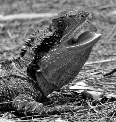 July 2022 'B' Grade Monochrome