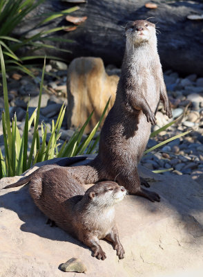 Asian Small Clawed Otter