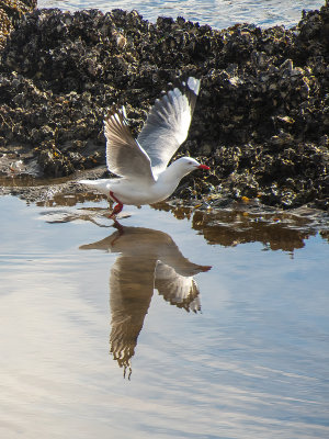 Seagull Landing*Credit*