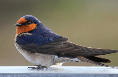 Welcome Swallow Resting*Credit*