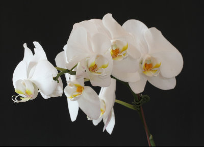 .White Orchid*Credit*