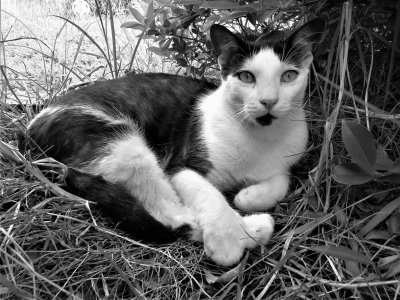 September 2022 'B' Grade Monochrome