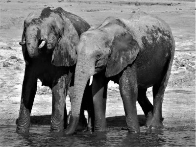 .Thirsty Elephants*Credit*