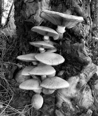 Fungi*Credit*
