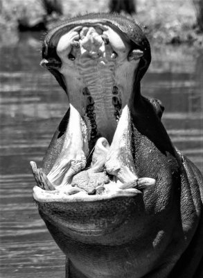 Hungry Hippo*Credit*