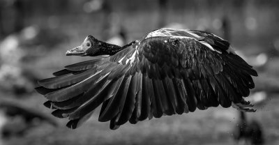 Magpie Goose in Flight*Credit*