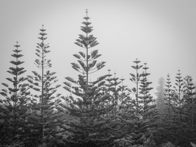 Pines in the Mist