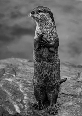 Praying Otter 2*Credit*