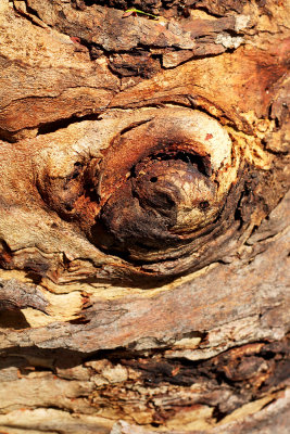 Face in Tree