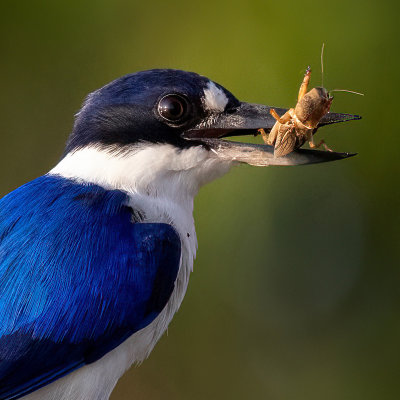 Forest Kingfisher with Dinner*Merit*