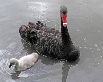 Mother and Cygnet