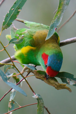 Musk Lorikeet with Insect*Credit*