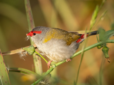 Red Browed Finch*Merit*