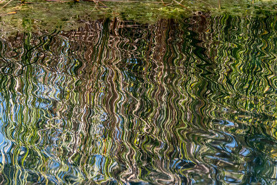 Bitter Springs Reflection
