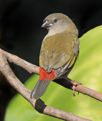 Red Brow Finch*Credit*