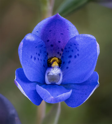 Spotted Sun Orchid*Credit*