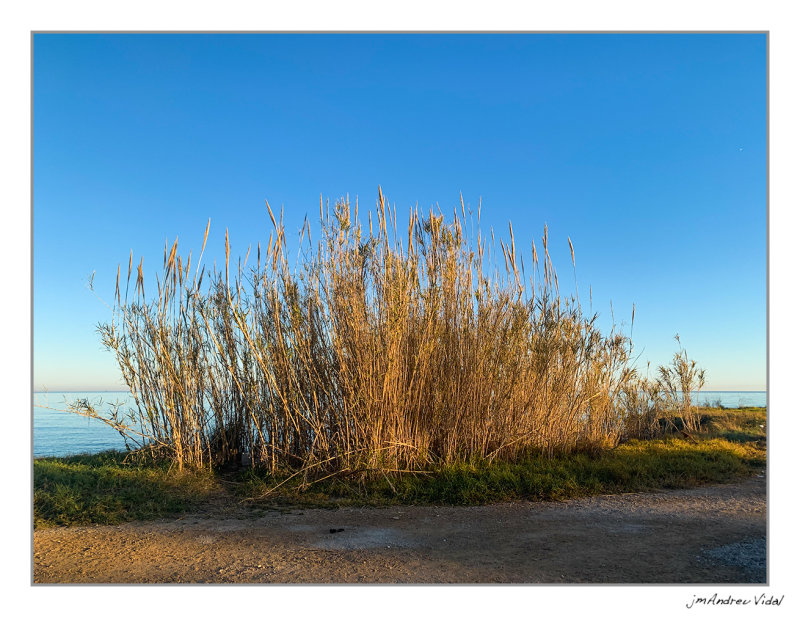 Platja Aiguaoliva. Vinarós