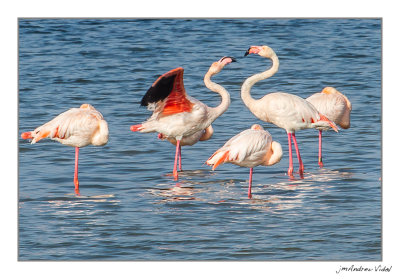 Flamecs. Delta de l'Ebre.