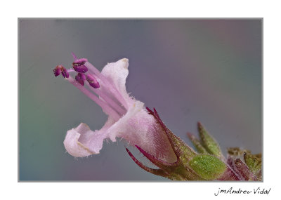 Flor de tim. (Thymus)