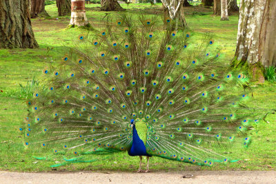 Beacon Hill Park Peacock