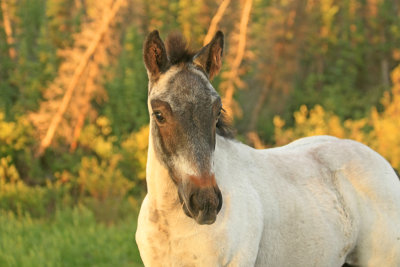 Horse beside the Alaska Highway