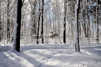 Lendemain de neige