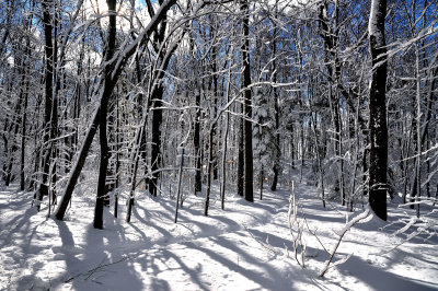 Une marche dans les bois / A walk in the woods