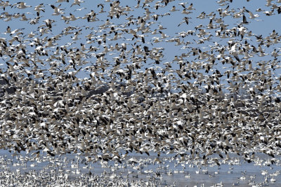 Nue d'oies / A cloud of Geese