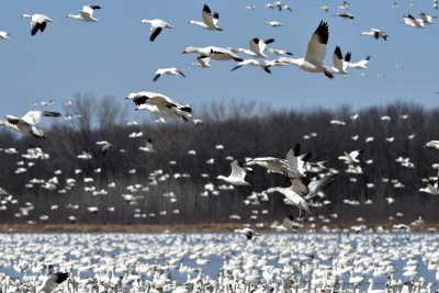 Atterrissage / Landing