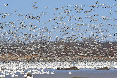 Envole / Flying away