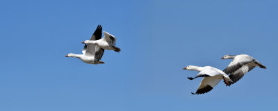 4 Oies des neiges / 4 Snow Geese