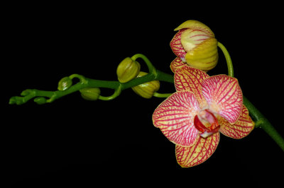 Orchide