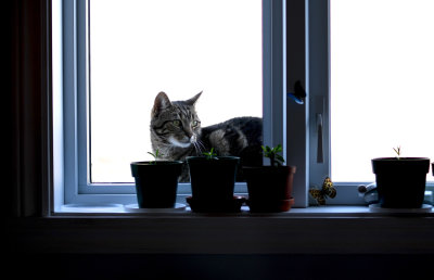 Le chat du voisin / My neighbor's cat