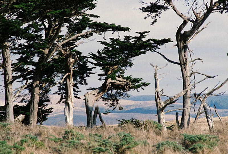 marin_point_tomales_point_2006_10-17.jpg