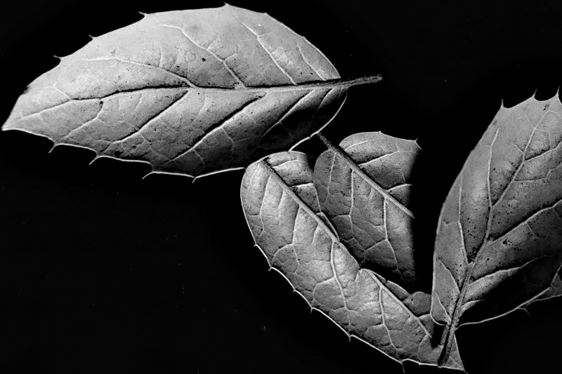 small_dry_leaves-2.jpg