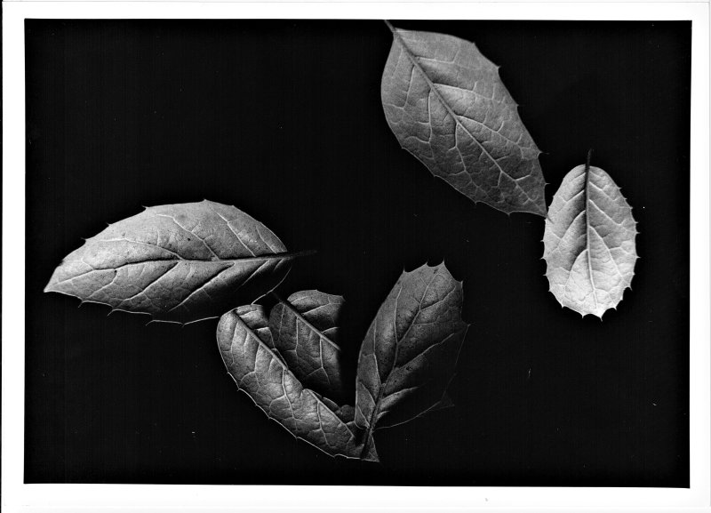 dry_leaves_2008_8_2021_10-002b.jpg