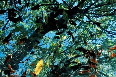 leaves_on_glass_rt_8157.jpg
