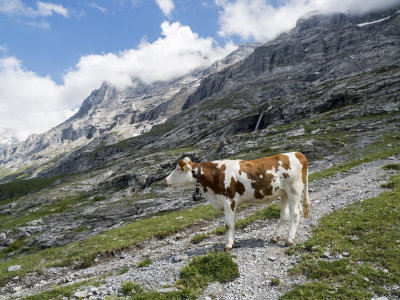 Eiger Trail