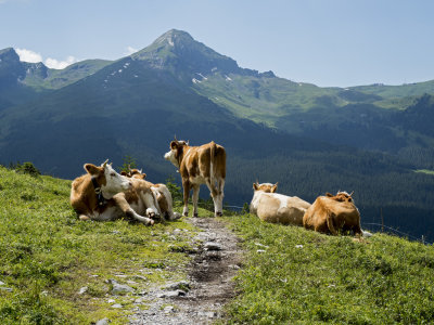 Eiger Trail