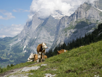 Eiger Trail