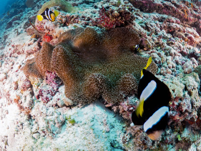 Clark's Anemonefish (Amphiprion clarkii)