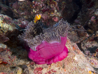 Amphiprion nigripes (Maldive anemonefish or blackfinned anemonefish)