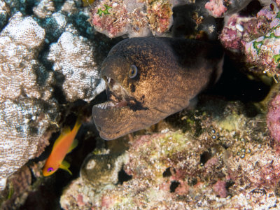 Amphiprion nigripes (Maldive anemonefish or blackfinned anemonefish) 