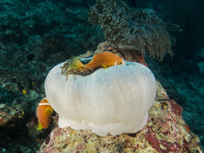 Amphiprion nigripes (Maldive anemonefish or blackfinned anemonefish)