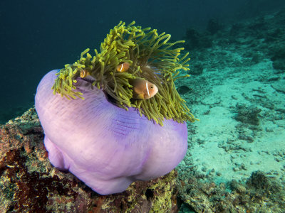 Amphiprion nigripes (Maldive anemonefish or blackfinned anemonefish)